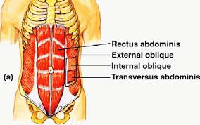 Musculatura del abdomen