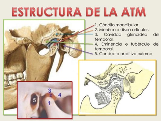 Anatomía de la articulación temporo-mandibular